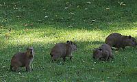 „Capybara“-Nachwuchs im Kölner Zoo.