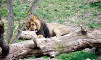 Löwe Tejas - Neuzugang im Kölner Zoo