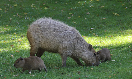 Capybara-Jungen und ihr Vater "Mike" tollen durch ihr Gehege