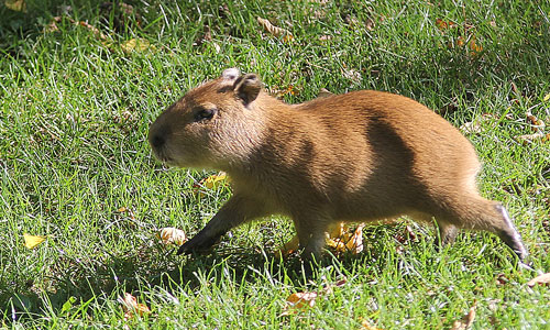 Capybara-Junge