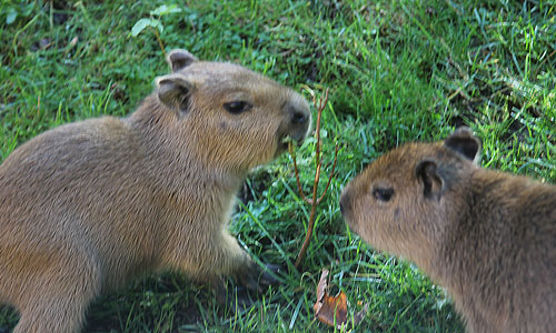 Zwei Capybara-Jungen