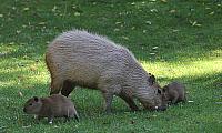 Capybara-Jungen und ihr Vater "Mike" tollen durch ihr Gehege