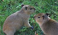 Zwei Capybara-Jungen