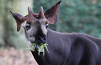 Okapi im Zoo