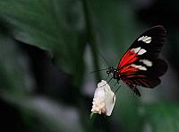 Zoo: Passionsblumenfalter, Morpho Falter und kleiner Mormon im Schmetterlingshaus