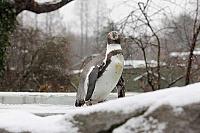 Der erste Schnee im Kölner Zoo Winter 2014/15