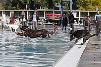 Hundeschwimmen im Stadionbad
