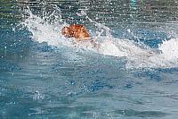 hundeschwimmen 19092015 39