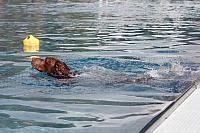 hundeschwimmen 19092015 43