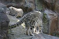 schneeleopard koelner zoo 1