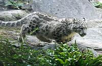 schneeleopard koelner zoo 2