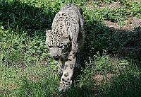schneeleopard koelner zoo 5