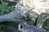 schneeleopard koelner zoo 8
