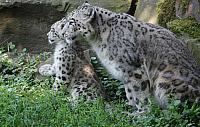 schneeleopard koelner zoo 9